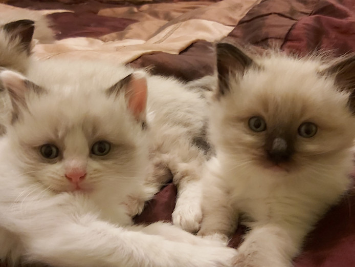 4 Ragdoll kitten boys