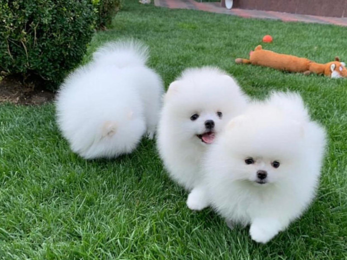 Teacup Pomeranian Pups Available