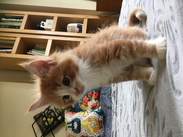 Cross Maine Coon Kitten, Male ginger 