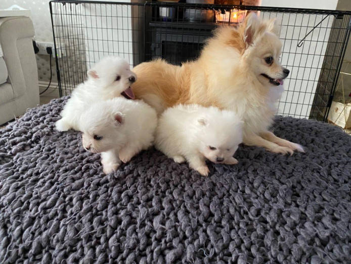 pomeranian puppies for sale 