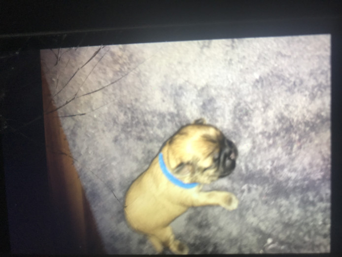 3 pedigree shih tzu boy puppies 