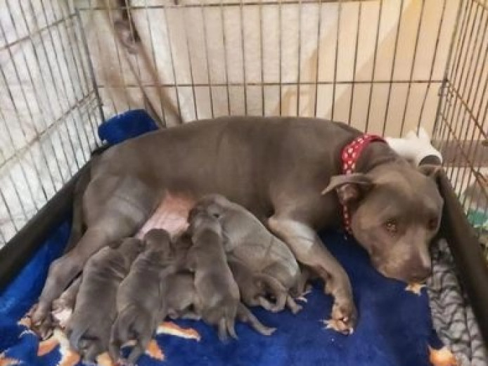 October Tremendous Classical GENESIS Blue KC reg Staff pups *6.6% COI*