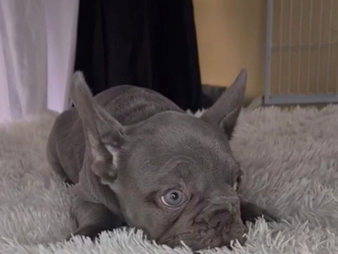 french bulldog