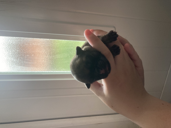 STAFF CROSS PUG PUPS FOR SALE 
