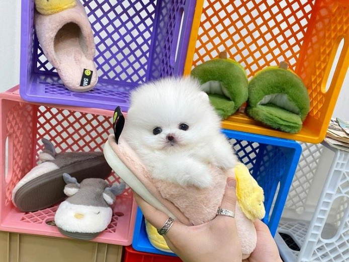 RAINBOW LITTER OF 8 BEAUTIFUL POMERANIAN PUPPIES