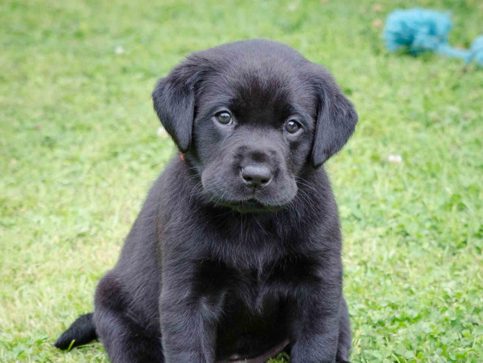 Stunning pedigree Labrador retriever pups