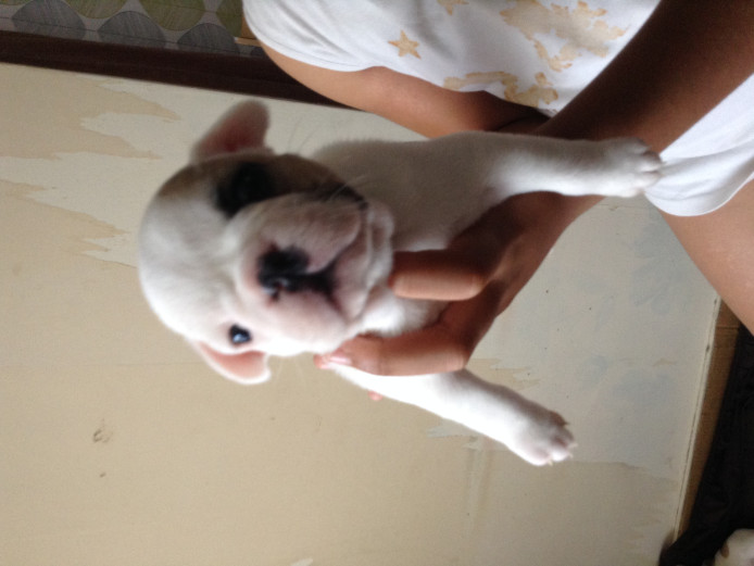 Beautiful Fawn Pied French Bulldogs