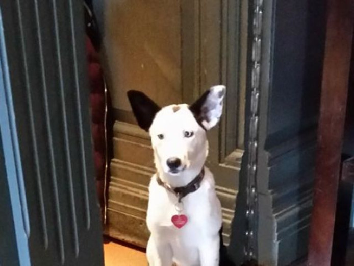 5month old Collie pup. 2 blue eyes