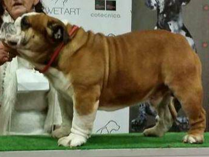 FCI REG ENGLISH BULLDOG PUPPIES