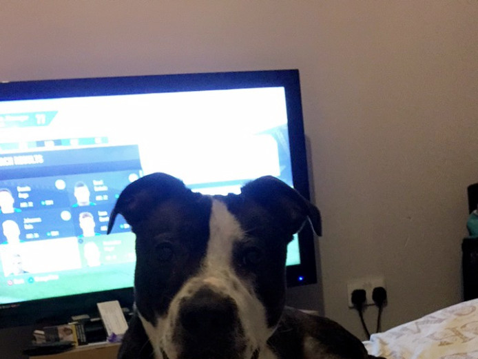 11 month old male staffie 