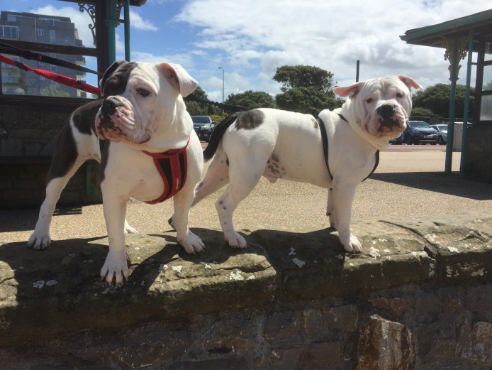 Stunning Victorian Bulldog Puppy Black and White Boy