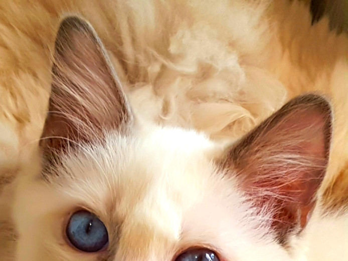 RagDoll. Beautiful Bi Colour