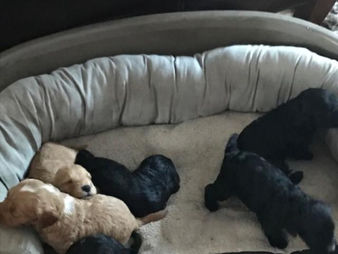 Stunning F 1 Cockerpoos for sale