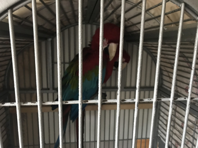 2 female green wing macaws 