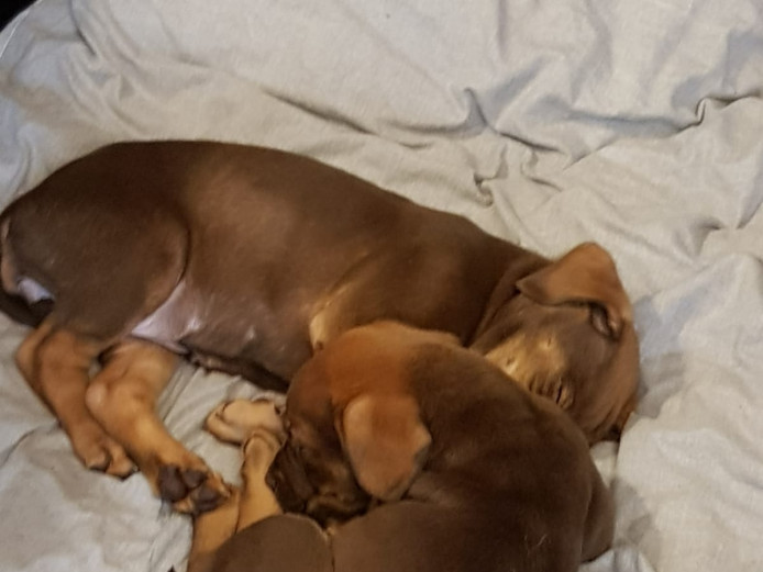Chocolate Labrador puppies 10weeks old