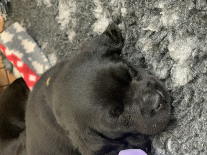 Beautiful black Labrador puppies 