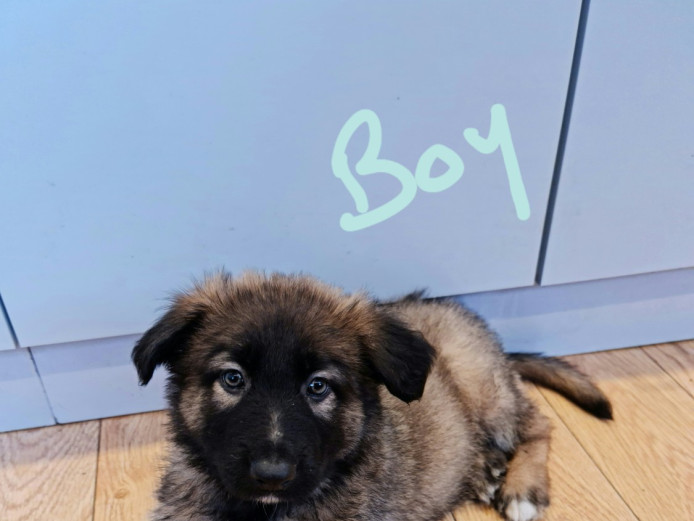 German shepherd x Belgian shepherd 