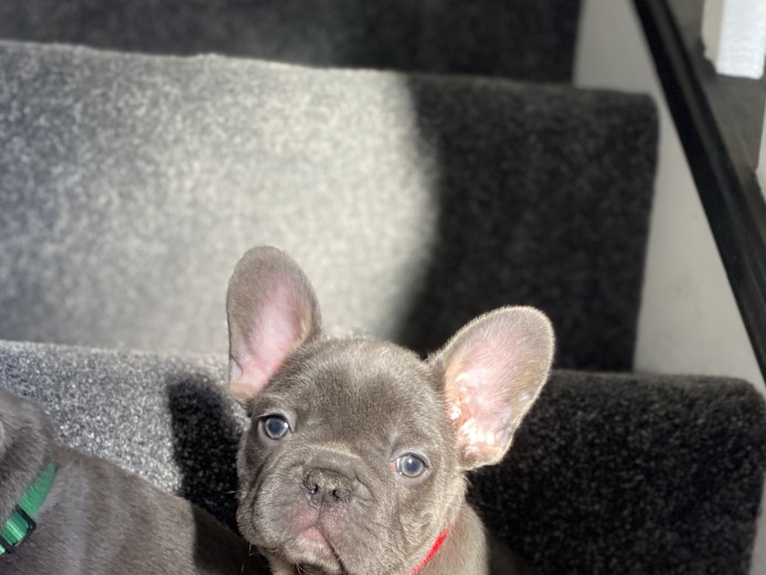 Blue & Tan Male French Bulldogs 