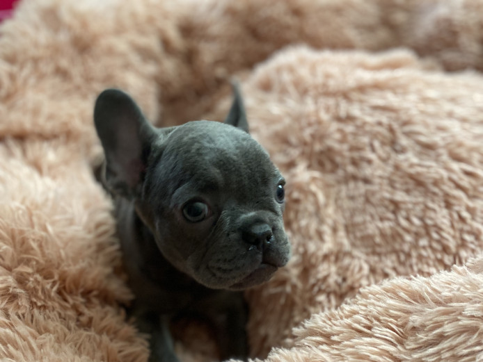 Blue female french bulldog puppy