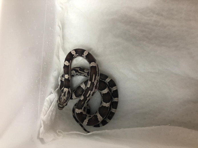 30x cornsnakes for sale 
