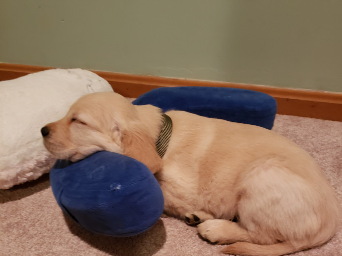 Adorable, well trained, lovely dog with active insurance and up-to-date shots and check ups.