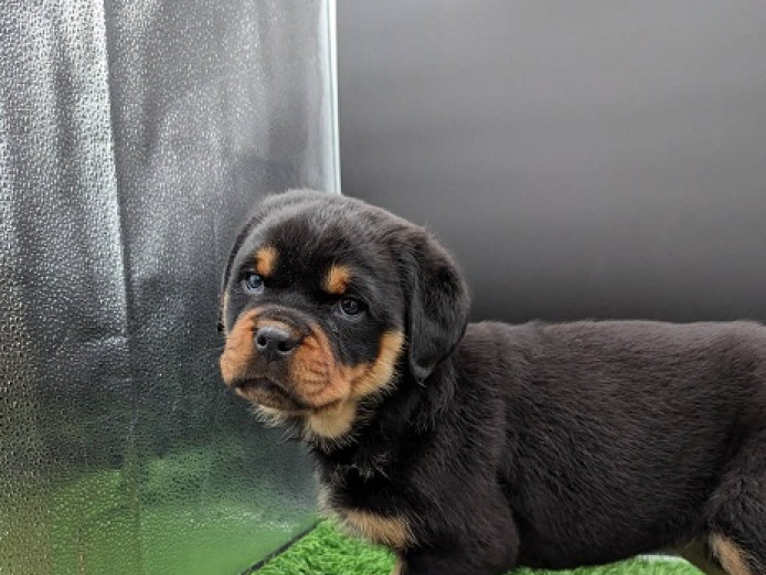 Trained Luna Rottie Pups For Sale