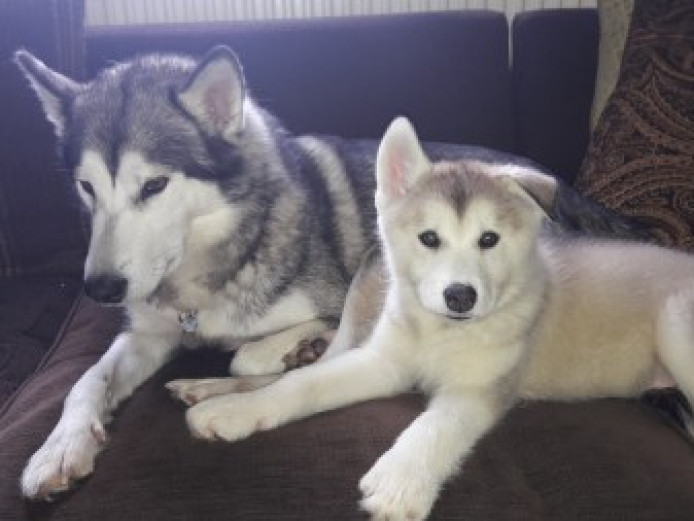 Stunning huskamute puppies for sale!