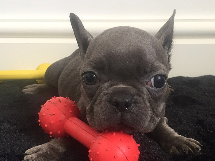 Blue French Bulldog puppies