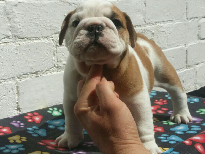 Superb quality KC registered english bulldog puppies