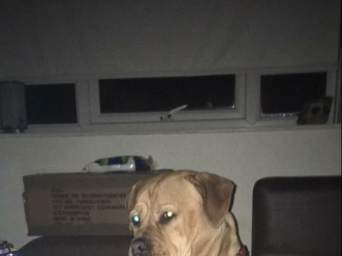 American bulldog cross