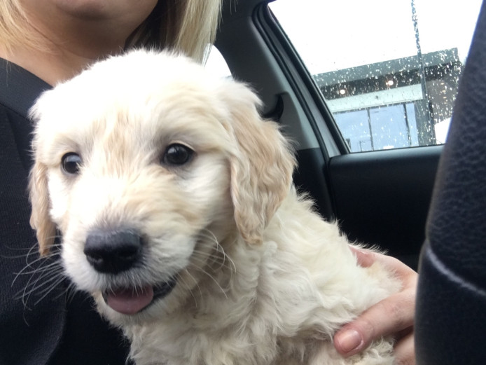 Golden retriever puppy for sale