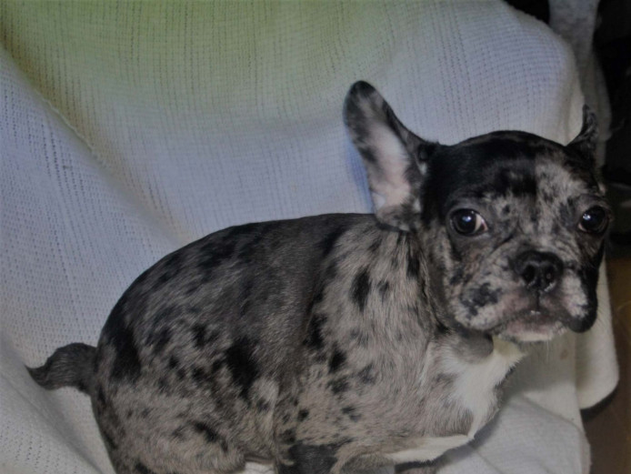 French bulldog MERLE BOY