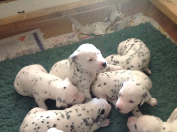 Puppies for sale