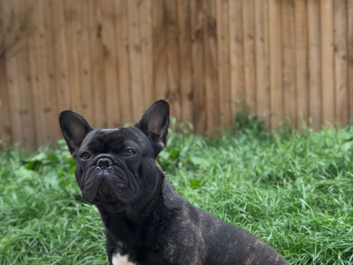 Adult French Bulldog Brindle 2 Years Old
