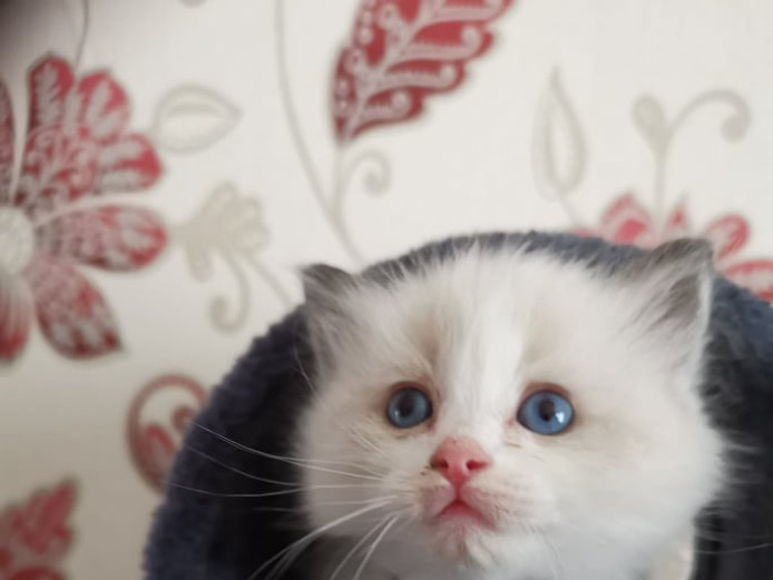 Ragadoll Kittens for Sale