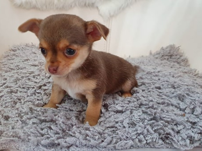 PURE CHIHUAHUA PUPPIES FOR SALE