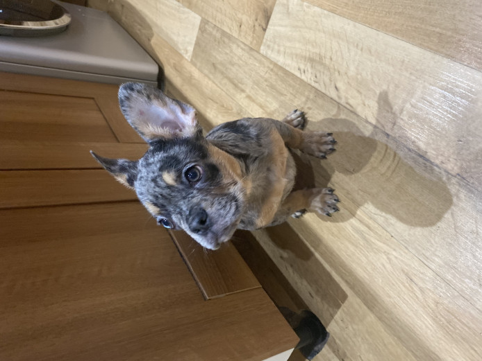 French bulldog puppies for sale 