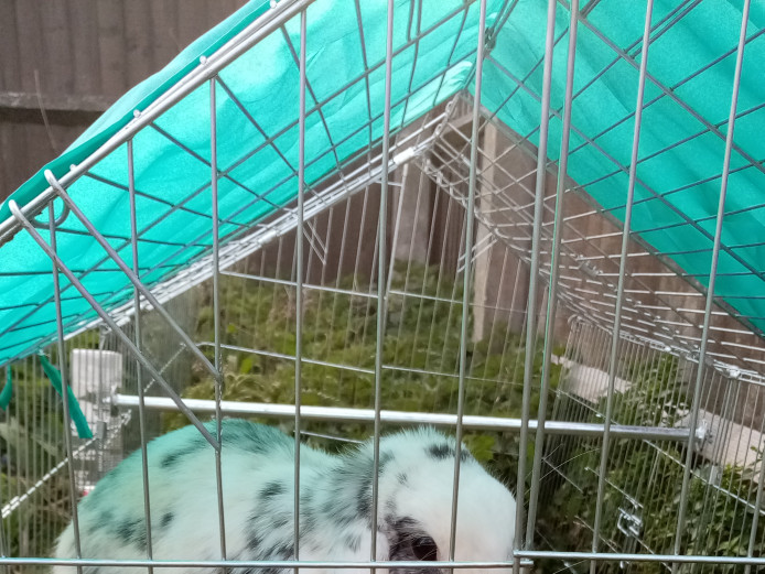 2 year old Dwarf lop for sale 