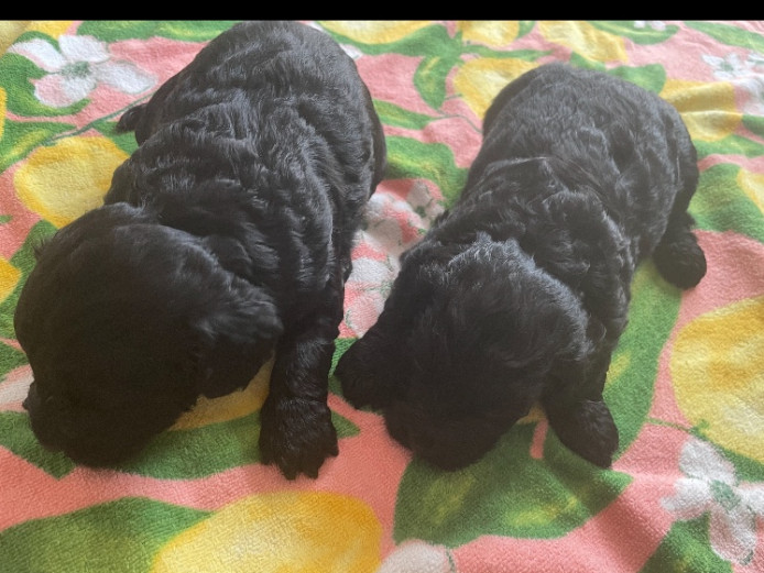 F1 cockapoos Parents both kc registered 