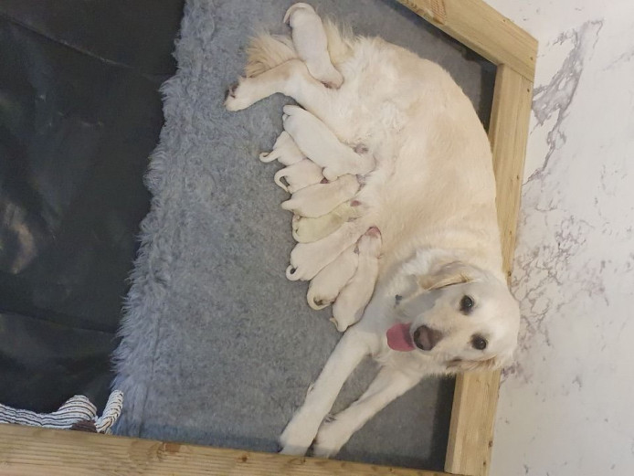 Gorgeous Golden Retriever Pupps