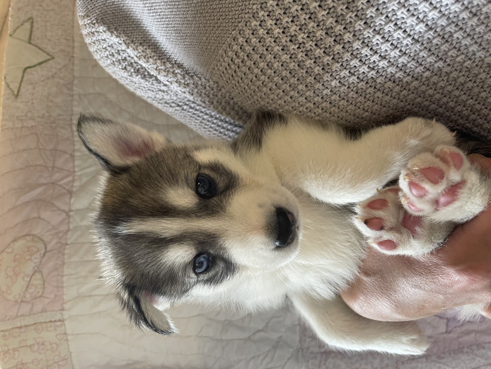 Beautiful Siberian Husky