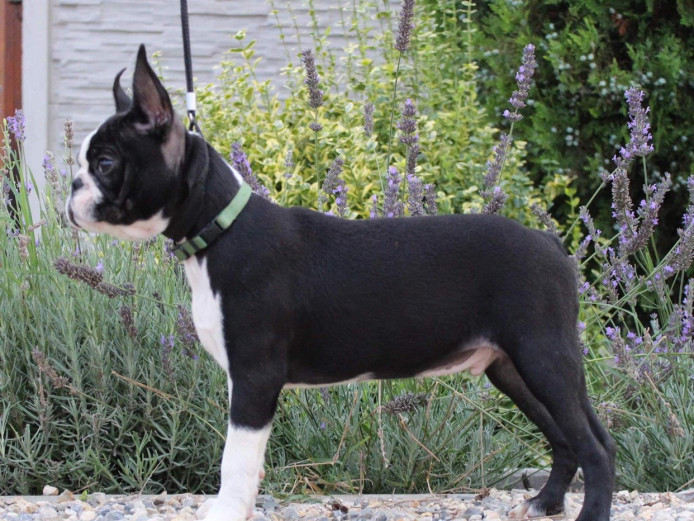 FCI pedigree Boston terrier !