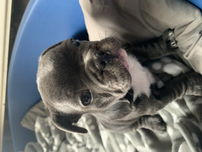 Beautiful French bulldogs