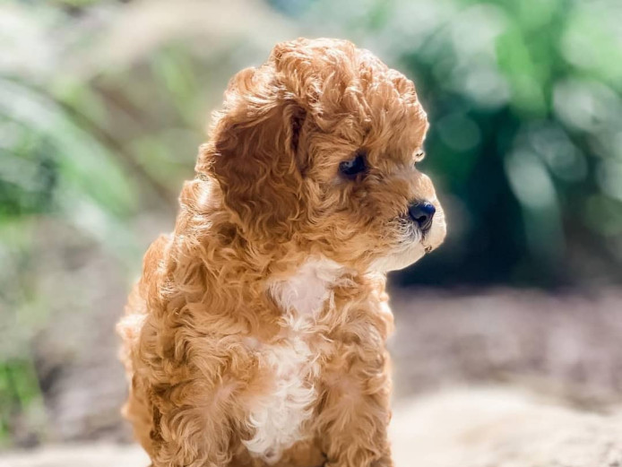 Beautiful Cavapoo Puppies - only 3 left!!