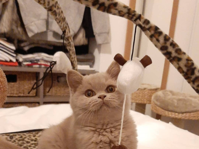 Adorable Shorthair Kitten