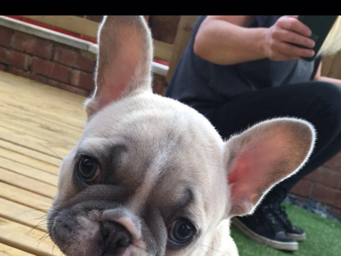Stunning quality french bulldog pups