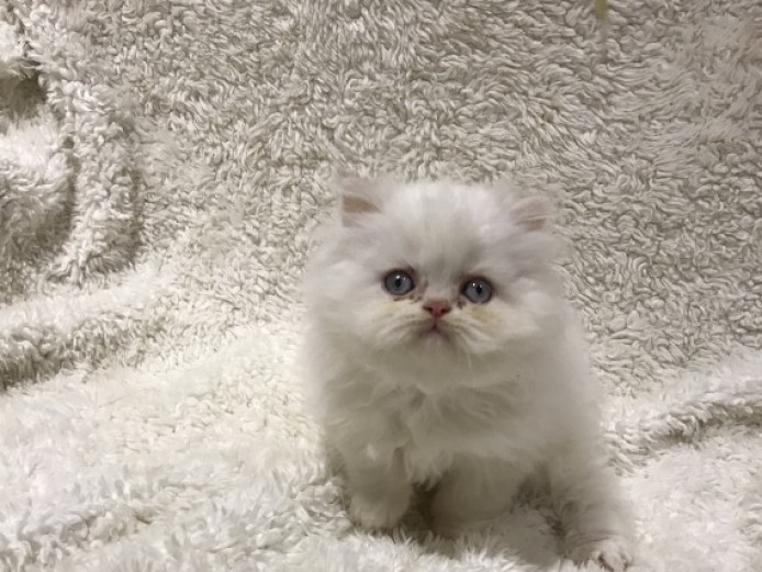 Adorable White Persian kittens for Adoption | Persian for ...