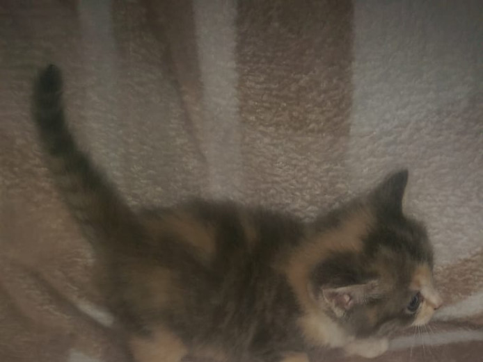 Adorable Ragdoll cross kittens for sale Ragdoll for Sale Near Me in