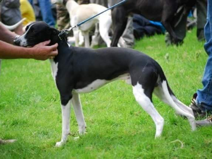 Stunning kc registered whippets Whippet for Sale Near Me in Wakefield Mypetzilla UK