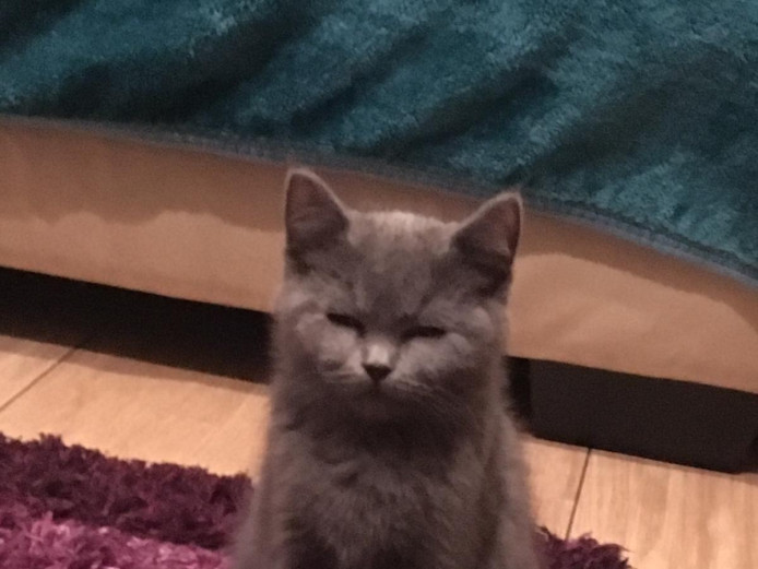 Scottish fold and straight kittens 